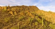 Magnificent Cactus Desert Landscape Aerial Golden Hour Saguaro National Park 4K Stock Footage
