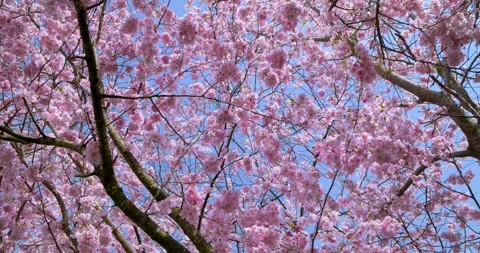 Magnificent cherry blossoms in spring in Munich Video stock 270353949