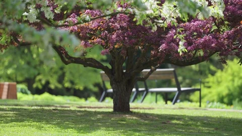 A magnificent cherry tree in full bloom in the center of the park Stock-Footage 247163147
