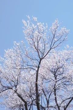 Magnificent Cherry Tree in Full Bloom Against a Clear Blue Spring Sky Stock Photos