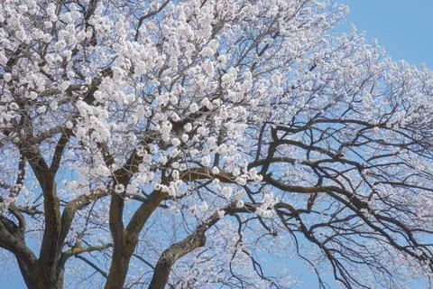 Magnificent Cherry Tree in Full Bloom Against a Clear Blue Spring Sky Stock Photos