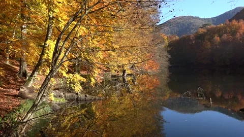Magnificent cinematic view dry tree leaves on calm - Lake Edge and Leaf Texture Stock Footage 339557386