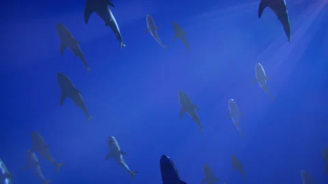 The magnificent dance of sharks while swimming in the deep blue sea Stock Footage 314018169