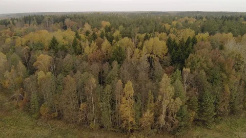 Magnificent deciduous and coniferous forest in late autumn with brown muted Vídeo Stock 119003998
