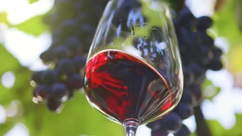 Magnificent dry red wine against the background of the vineyard. Aged red wine Video stock 152891753