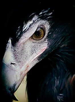 Magnificent eagle, australia Foto stock