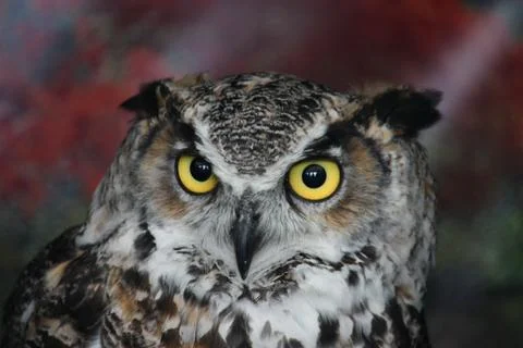 A magnificent eagle owl Stock Photos