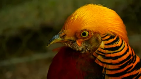 Phoenix Bird Stock Video Footage | Royalty Free Phoenix Bird Videos | Page 9
