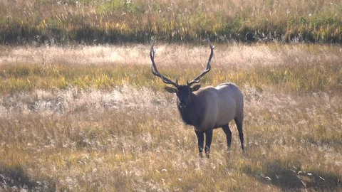 Magnificent elk stag facing the camera at yellowstone Stock Footage 118735822
