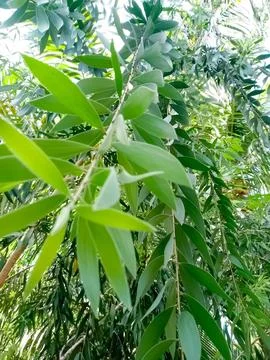 Magnificent Eucalyptus Tree Stock Photos