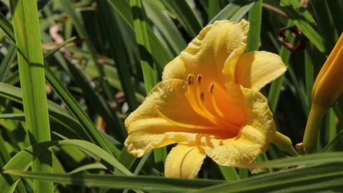 A magnificent flower Stock Footage 98678010