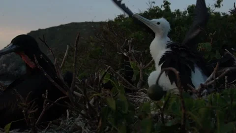 Magnificent Frigate Bird Family Stock Footage