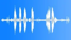 Magnificent FrigateBird CU BeggingSound Effect