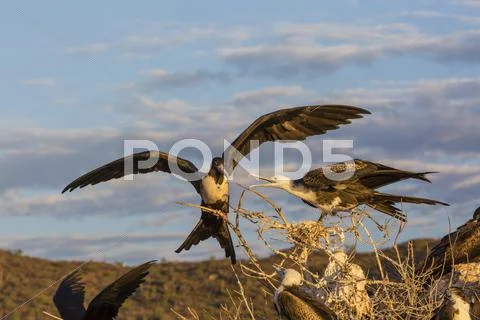 Magnificent frigatebirds (Fregata magnificens), San Gabriel Bay, Espiritu Santo Stock Photos