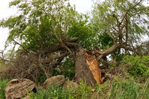 Magnificent Giant Willow Tree Split and Broken in a Farmer's Field Stock Photos