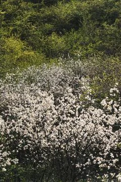 A magnificent grove with wild cherries Stock Photos