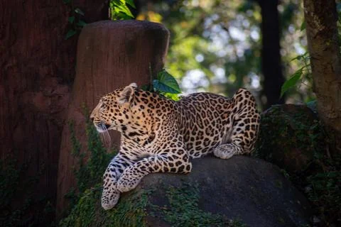 Magnificent Javan leopard resting on shaded rock in tropical forest reserve. Stock Photos