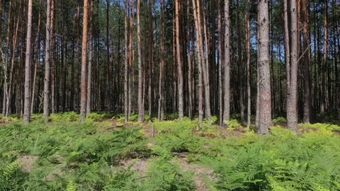 Magnificent landscape of the pine forest and its carpet of ferns. Stock Footage 231741329