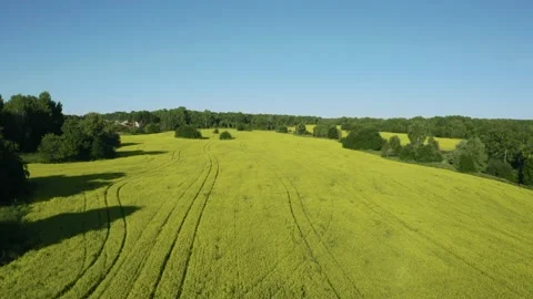 Magnificent landscape of a yellow flowering field of rapeseed Stock Footage