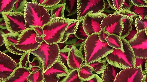Magnificent Leaves Pattern / Natural Pattern Background Stock Footage 91126204
