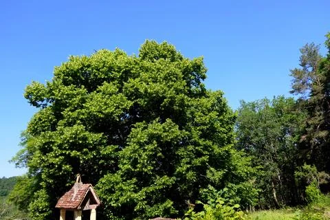 Magnificent Lime Tree. Stock Photos
