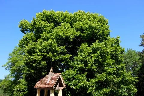 Magnificent Lime Tree. Stock Photos