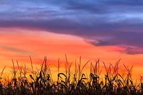 Magnificent Maize Stock Photos