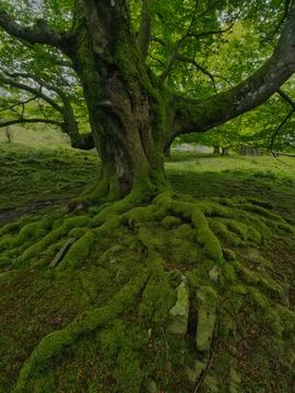 Magnificent mossy beech forest with ancient roots - Enchanting view of a mo.. 스톡 사진