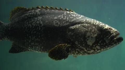Magnificent mottled fish swimming in deep ocean aquarium environment. Stock Footage 342074981