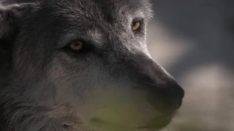 Magnificent muzzle of a wolf close up. Wild animals. Stock Footage 171721472