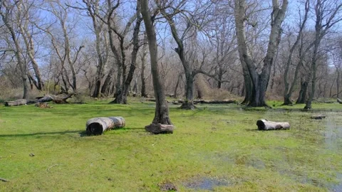 Magnificent nature view on flood plain in Karacabey Stock Footage 152958043