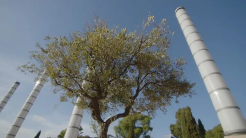 A magnificent olive tree surrounded by modern architectural structure Stock Footage 221144295