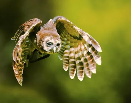 Magnificent owl in flight Stock Photos