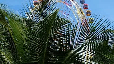Magnificent palm branches, behind which you can see a huge Ferris wheel in an Stock Footage 101898890