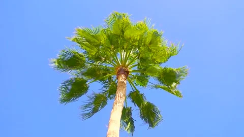 Magnificent palm tree against the blue sky. Stock Footage 296509475