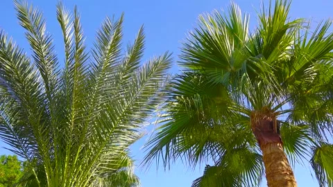 Magnificent palm tree against the blue sky. Stock Footage 296509478