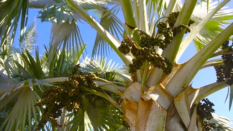 Magnificent palm tree in close-up. Stock Footage 296509508