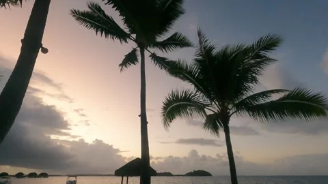 Magnificent palm tree overlooking a pontoon in bora bora, french polynesia Stock Footage 257545261