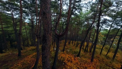 Magnificent pine forest on the mountainside in autumn Stock Footage 293672015