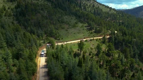 Magnificent pine forests mountain landscapes Vídeo Stock 273310012