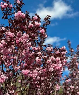 Magnificent Pink Cherry Blossom Tree in Full Spring Bloom Against Blue Sky Stock Photos