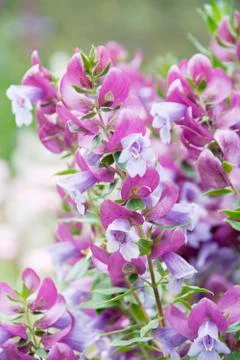 Magnificent prostanthera Stock Photos