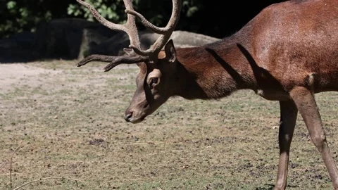Magnificent red deer stag walking and grazing Stock Footage 342990470