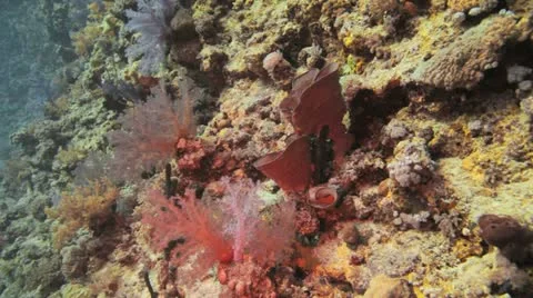 Magnificent red sponge at the reef Stock Footage 22639852