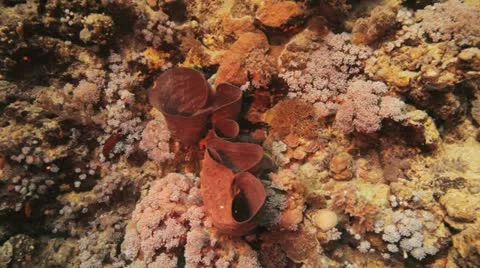 Magnificent red sponge at the reef Stock Footage 22639980