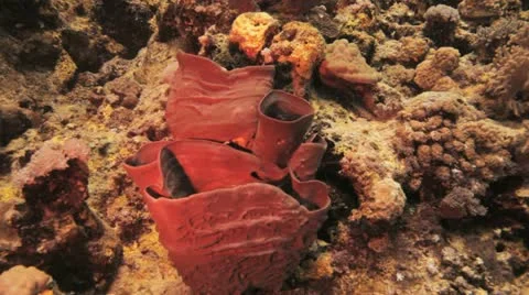 Magnificent red sponge at the reef 库存影片 22639992