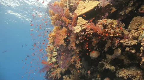Magnificent reef covered by soft corals and red anthias 動画素材 22642970