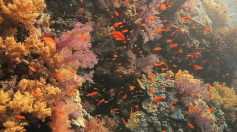 Magnificent reef covered by soft corals and red anthias 動画素材 22642980