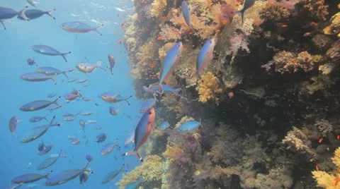 Magnificent reef covered by soft corals and red anthias Stock Footage 22642982