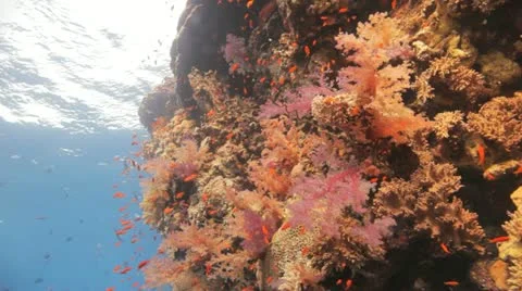 Magnificent reef covered by soft corals and red anthias 動画素材 22642986